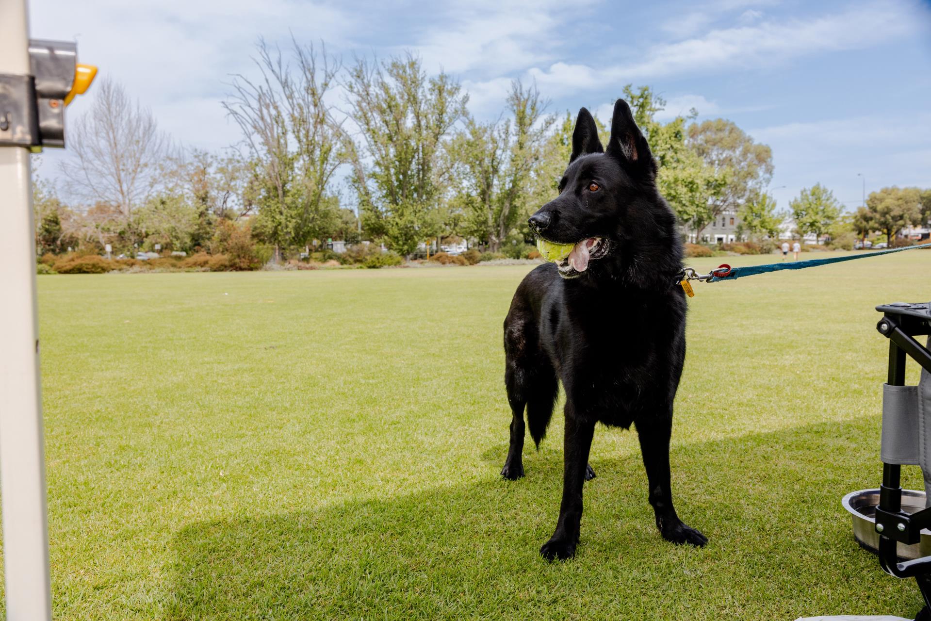 Dogs Image