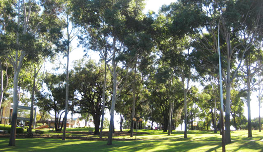 Trees of Significance