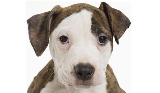Restricted Dog Breeds