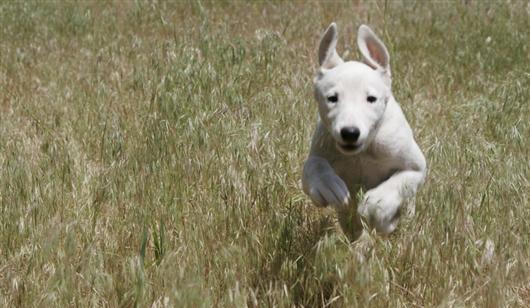 Dog Exercise Areas