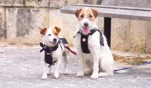 Responsible Dog Ownership