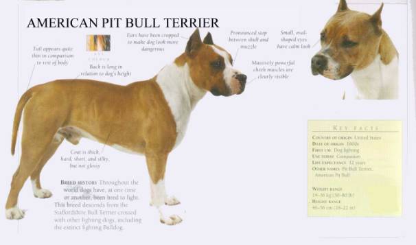 restricted dog breeds