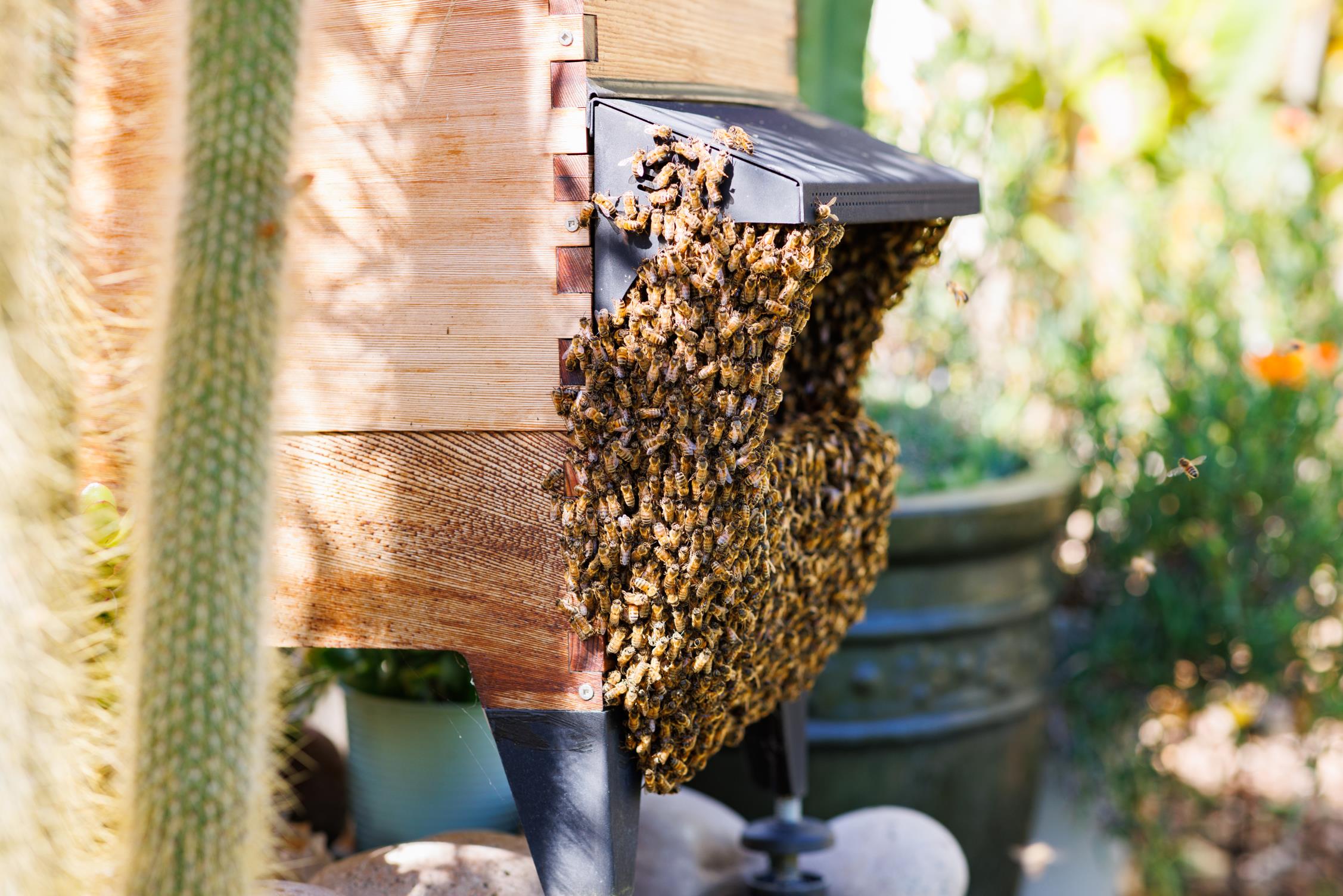 Protecting WA's Bees