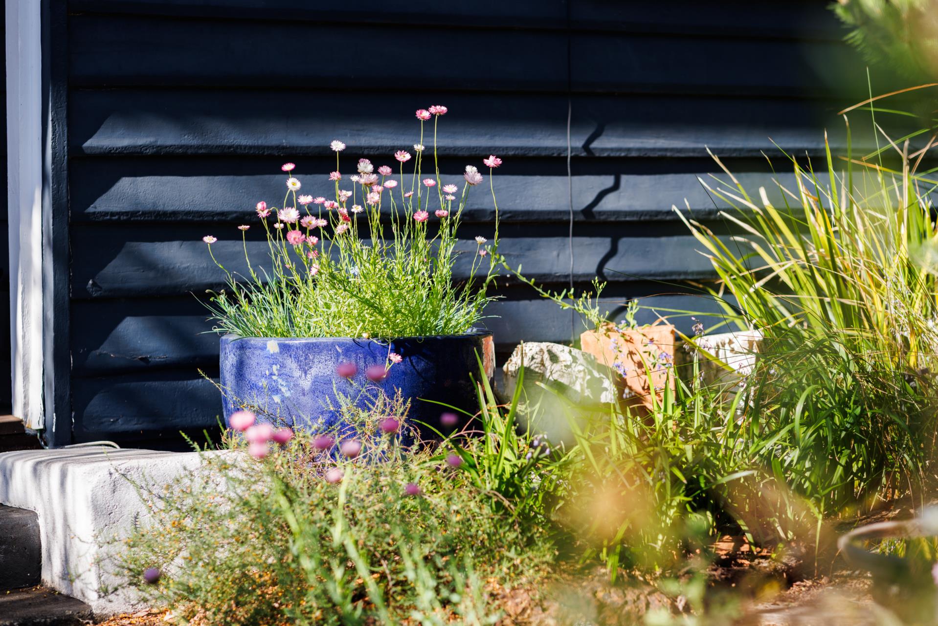 Rewilding Suburbia with Mel Logozzo