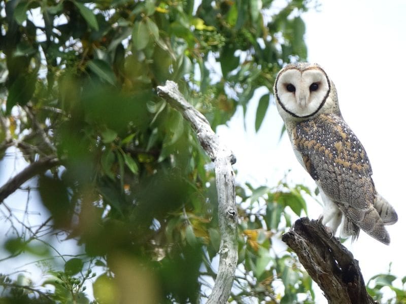 TTV Movie Night - Night Calling