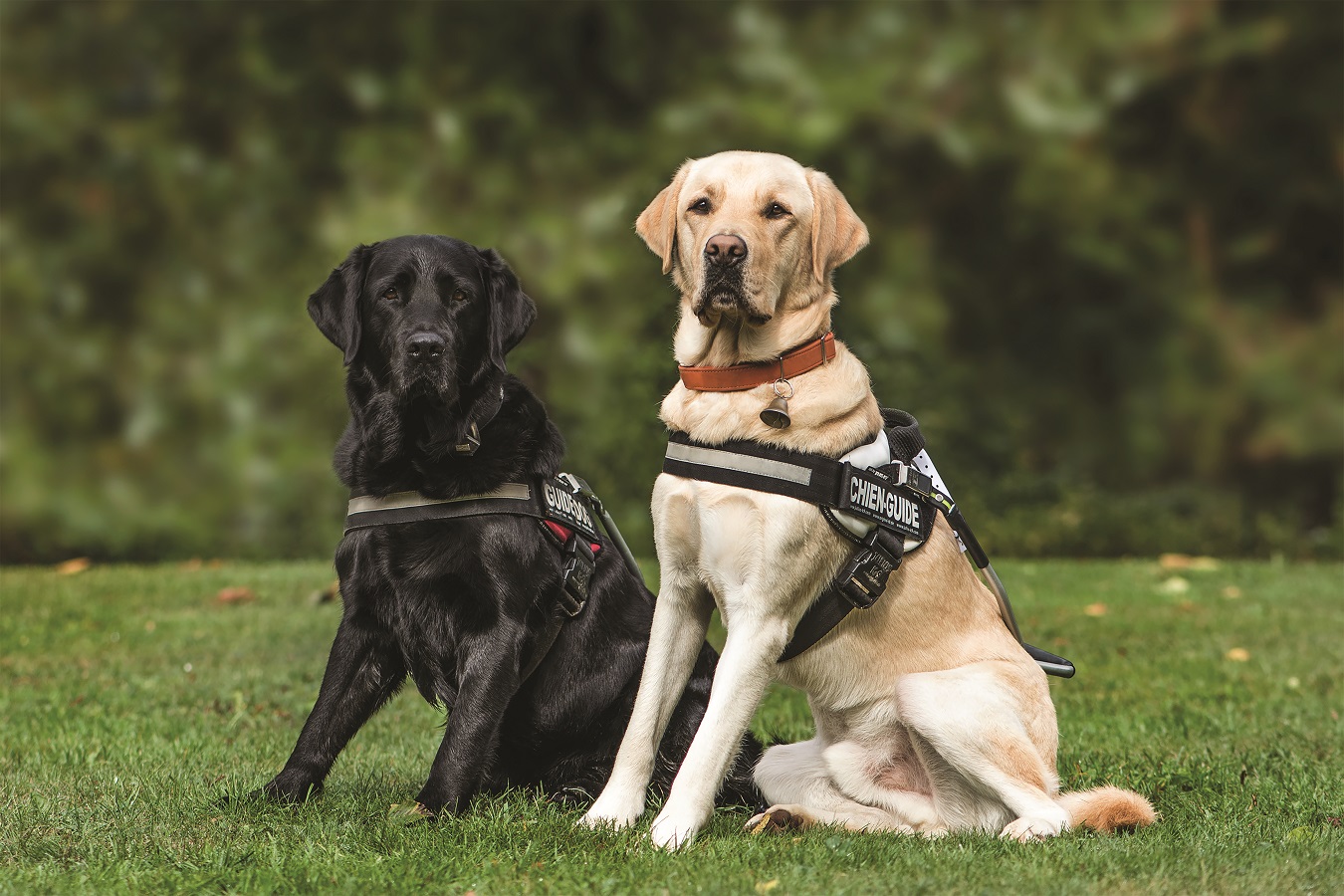 Guide Dogs WA - Lunch and Learn