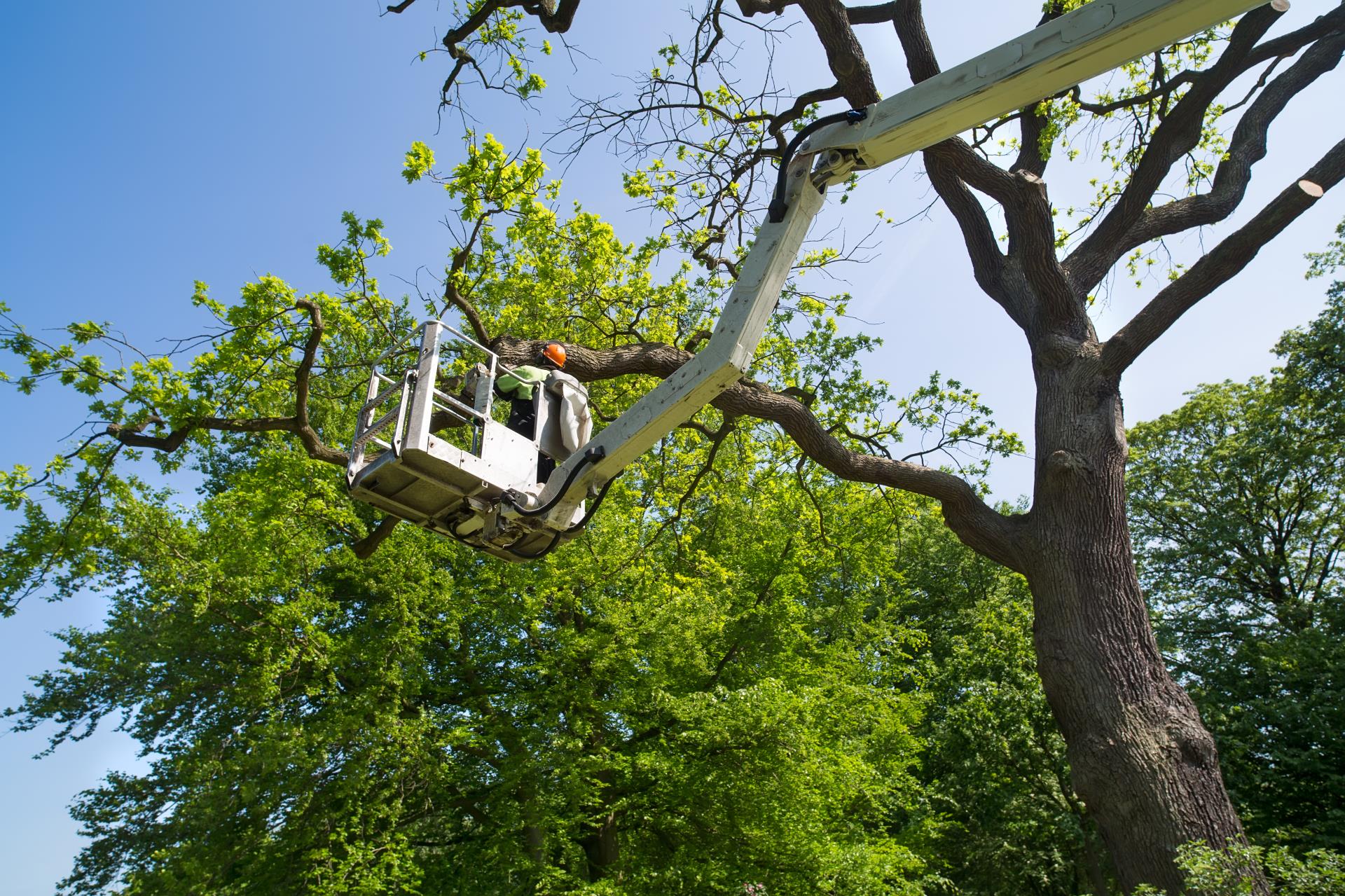 Tree Pruning - nightworks