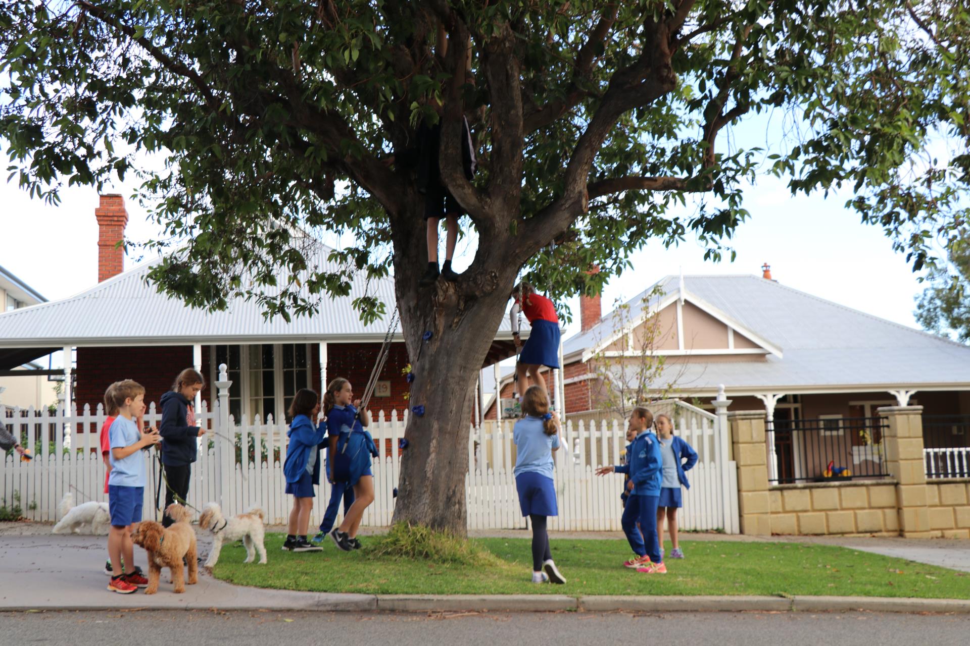 Proposed Amendments to Street Tree Policy