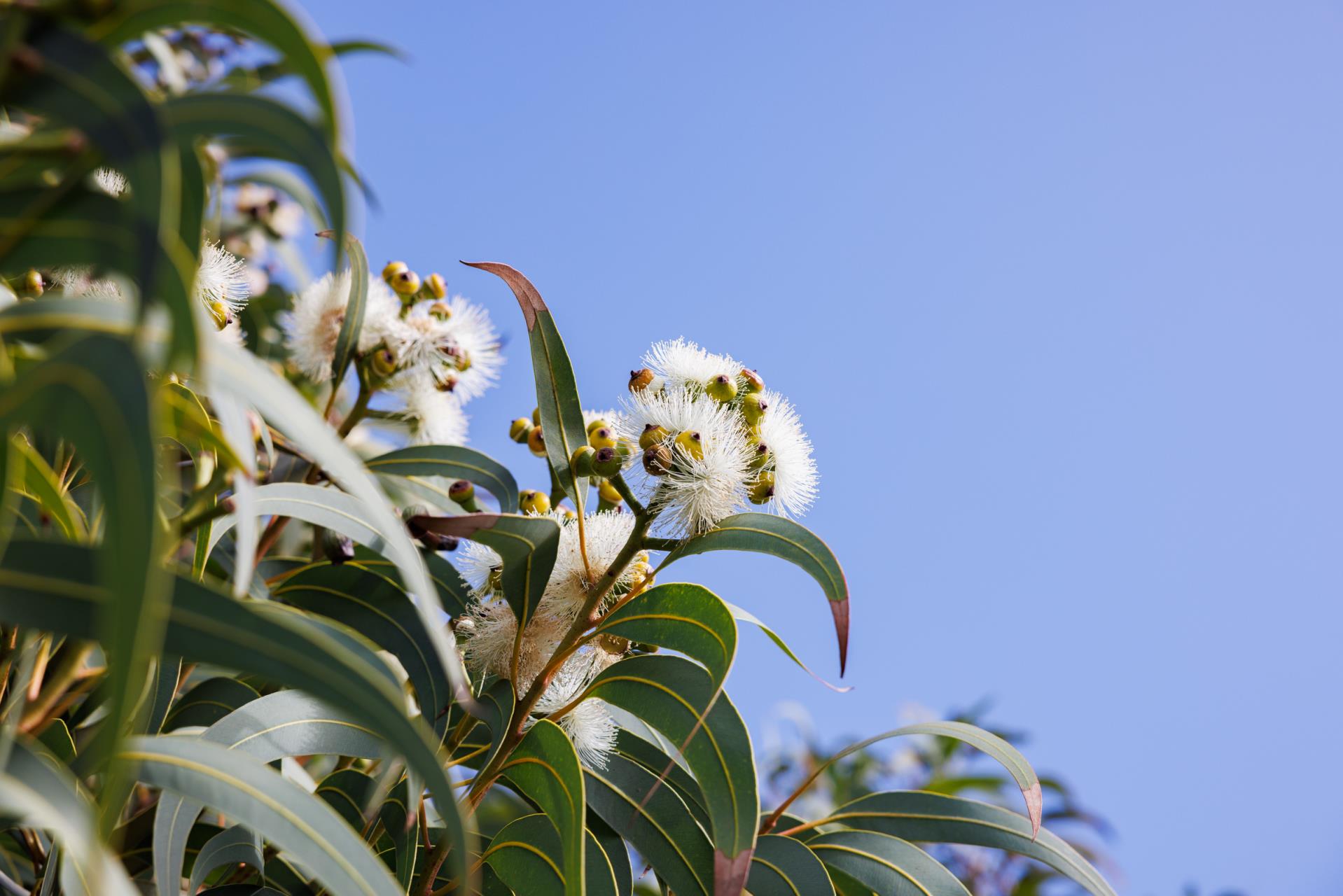 Britannia Road Reserve Eco-zoning