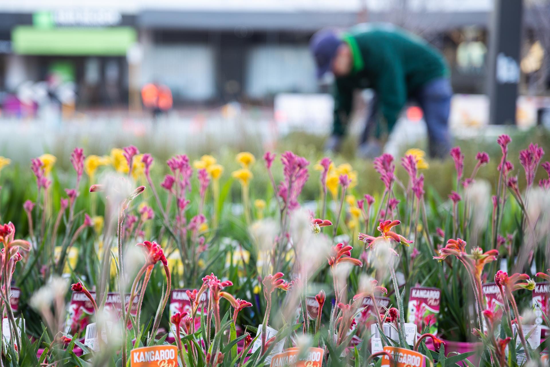 Native Plant Sale returns in 2022