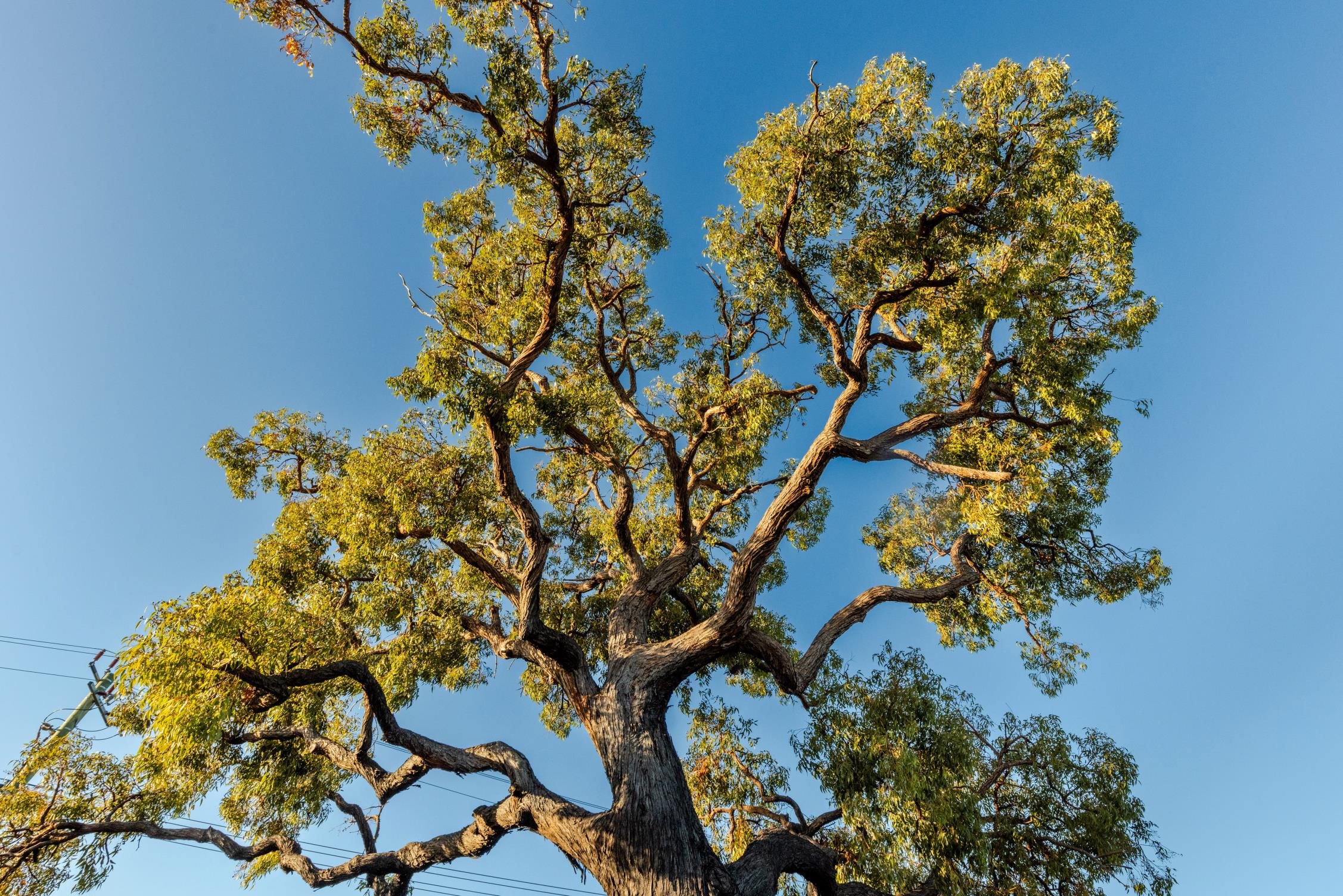 Vincent to take next step to protect significant private trees