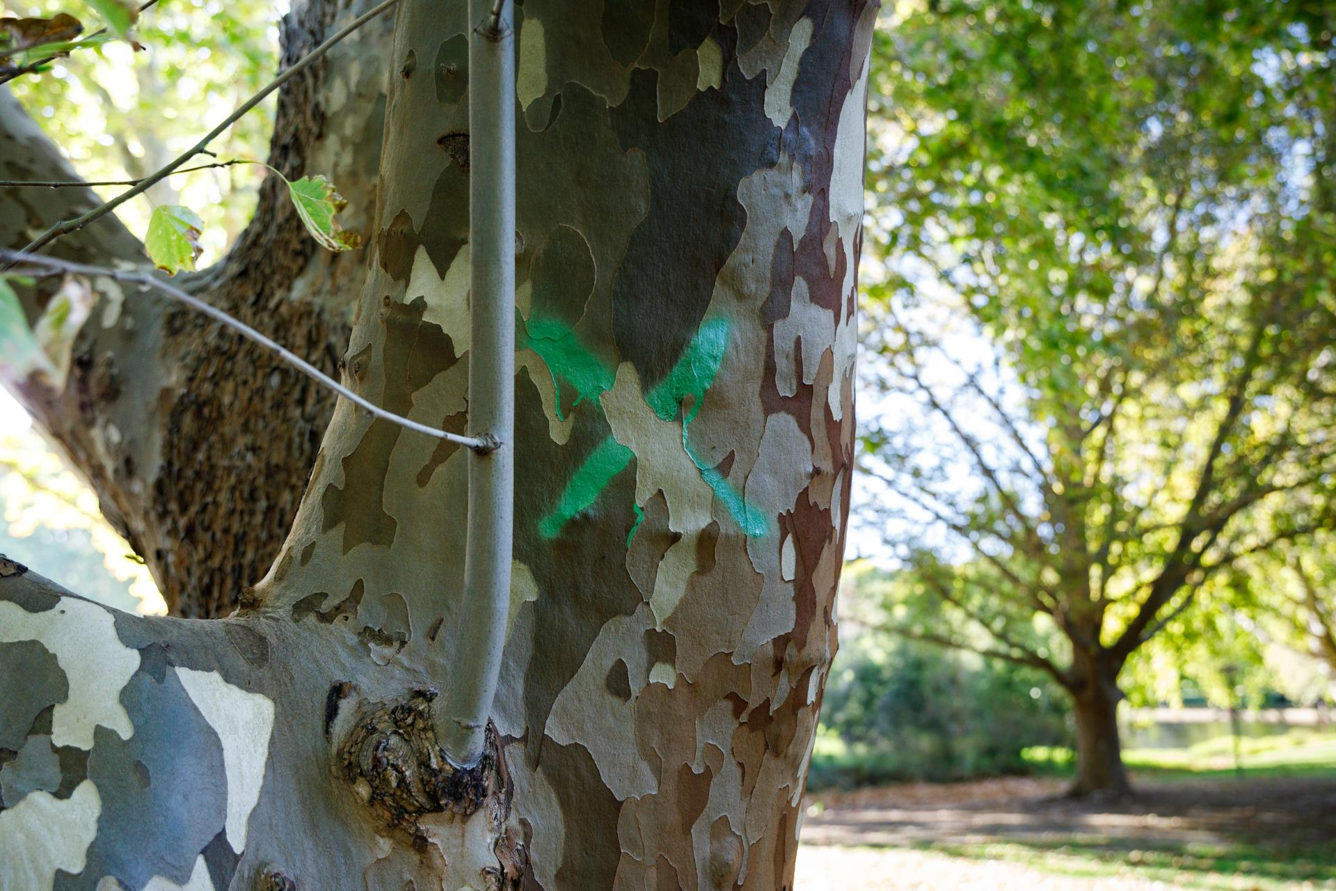 Post Polyphagous shot-hole borer planning started for Hyde Park