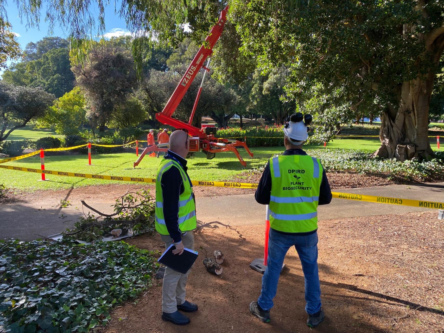 PSHB Tree Management at Hyde Park