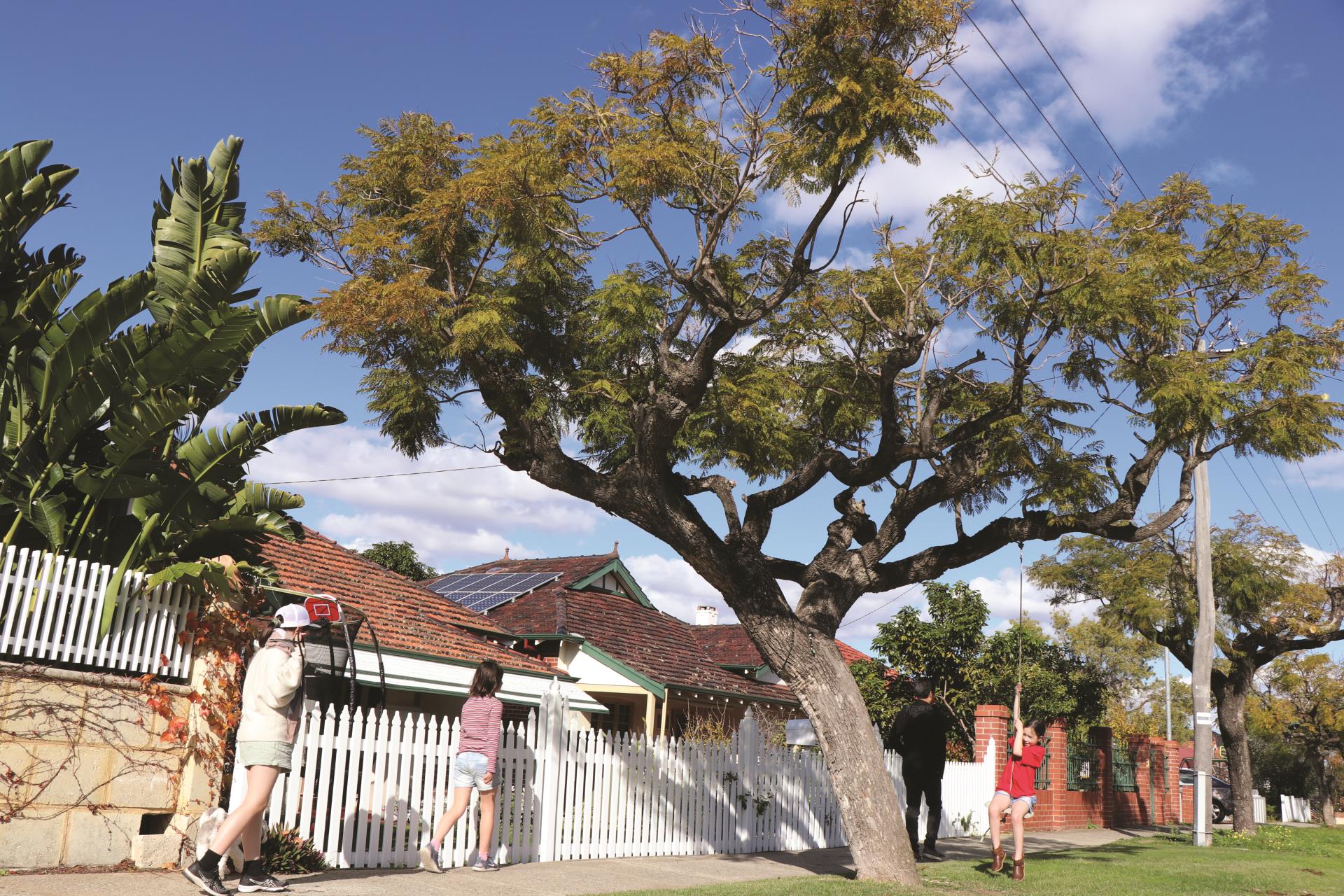 More native trees coming to Vincent