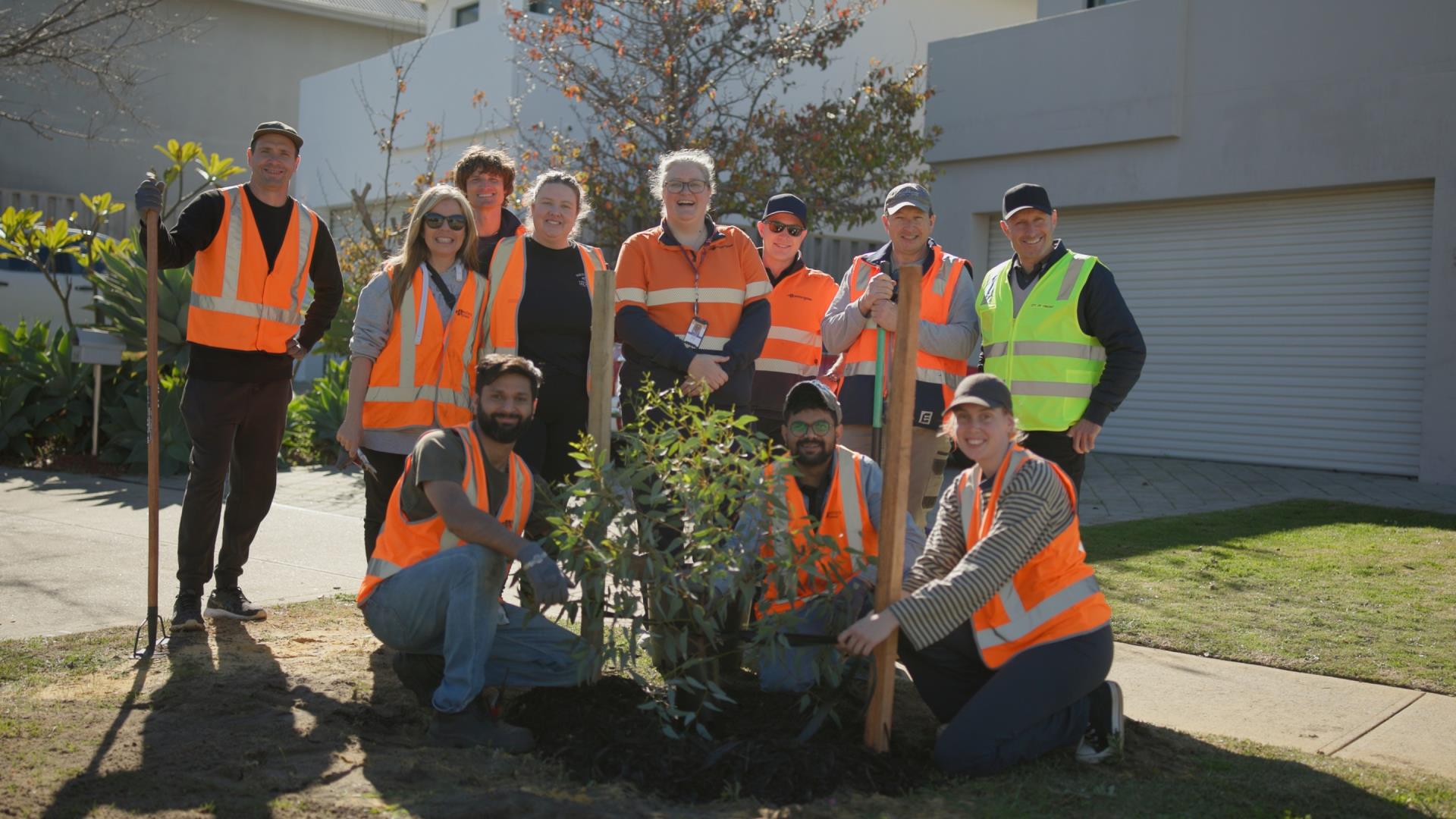 Trees ready to reach new heights as power goes underground