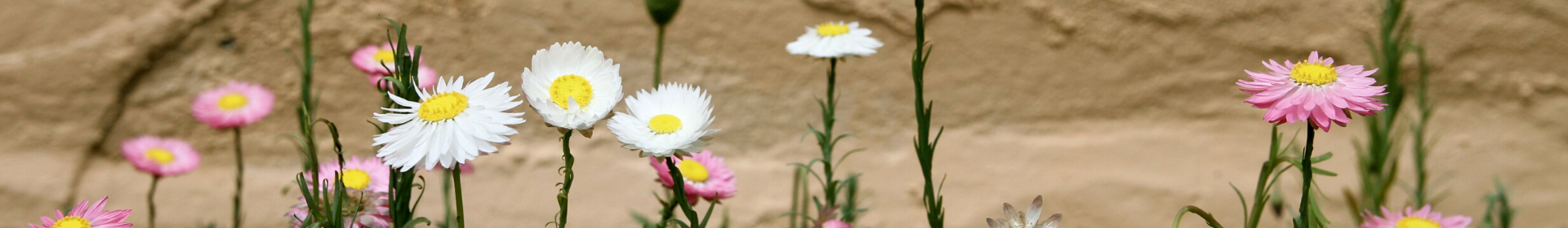 Banner - Environmental Grants &raquo; City of Vincent