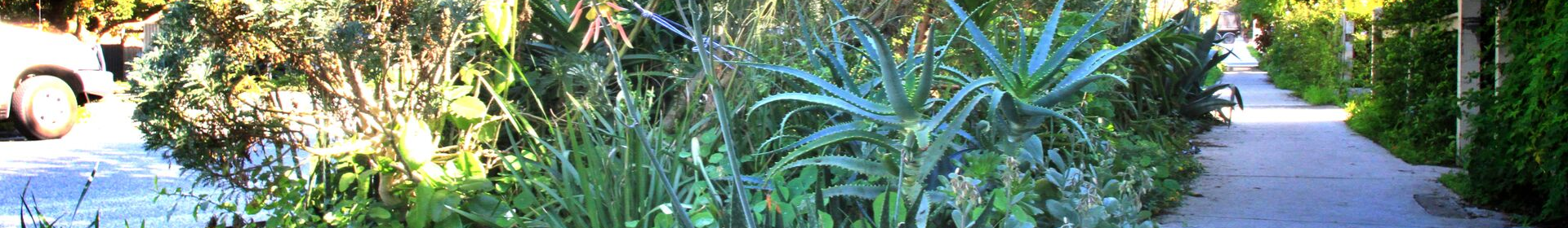 Banner - Trees of Significance &raquo; City of Vincent