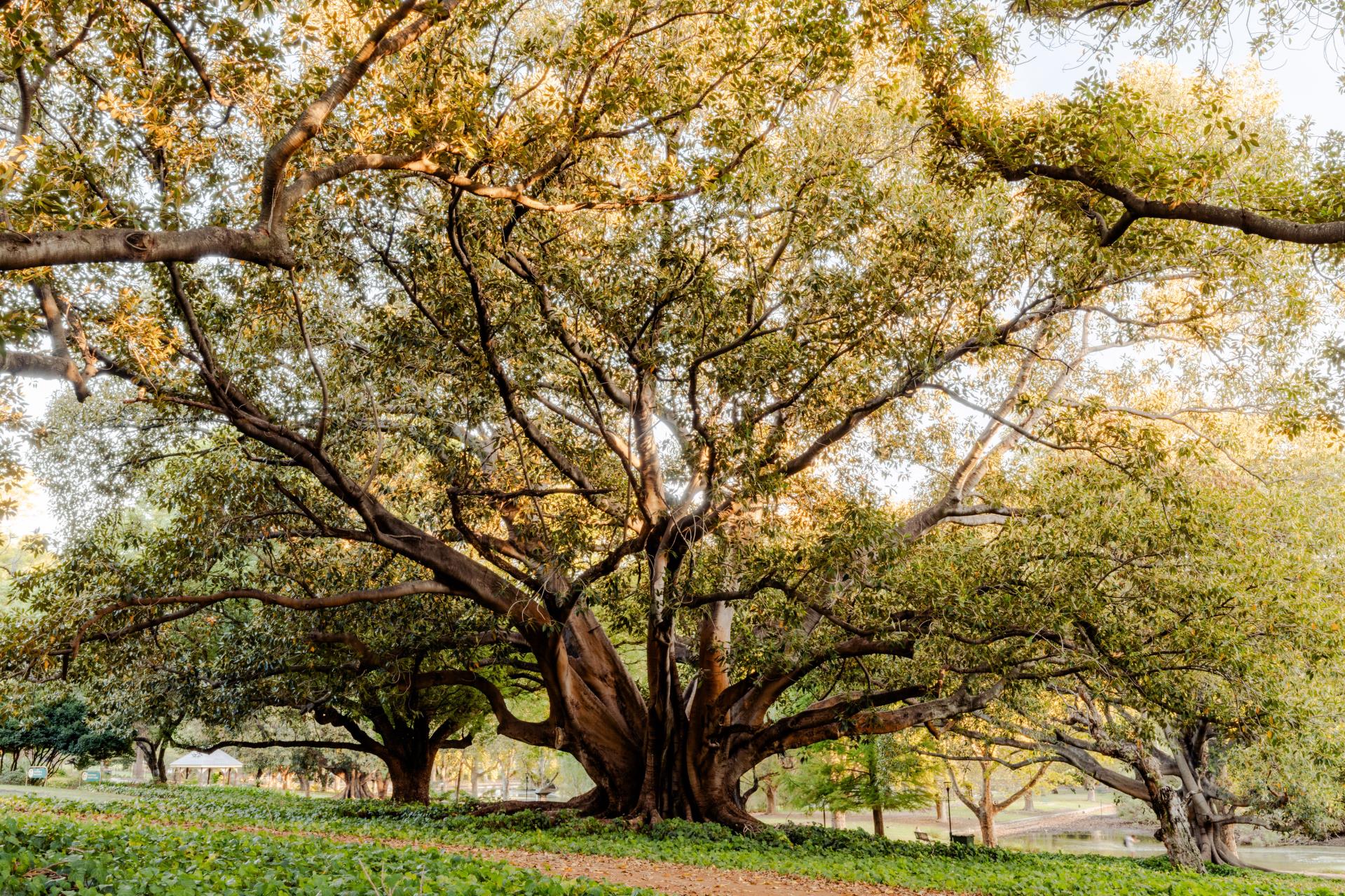 Hyde Park Restoration Program Image