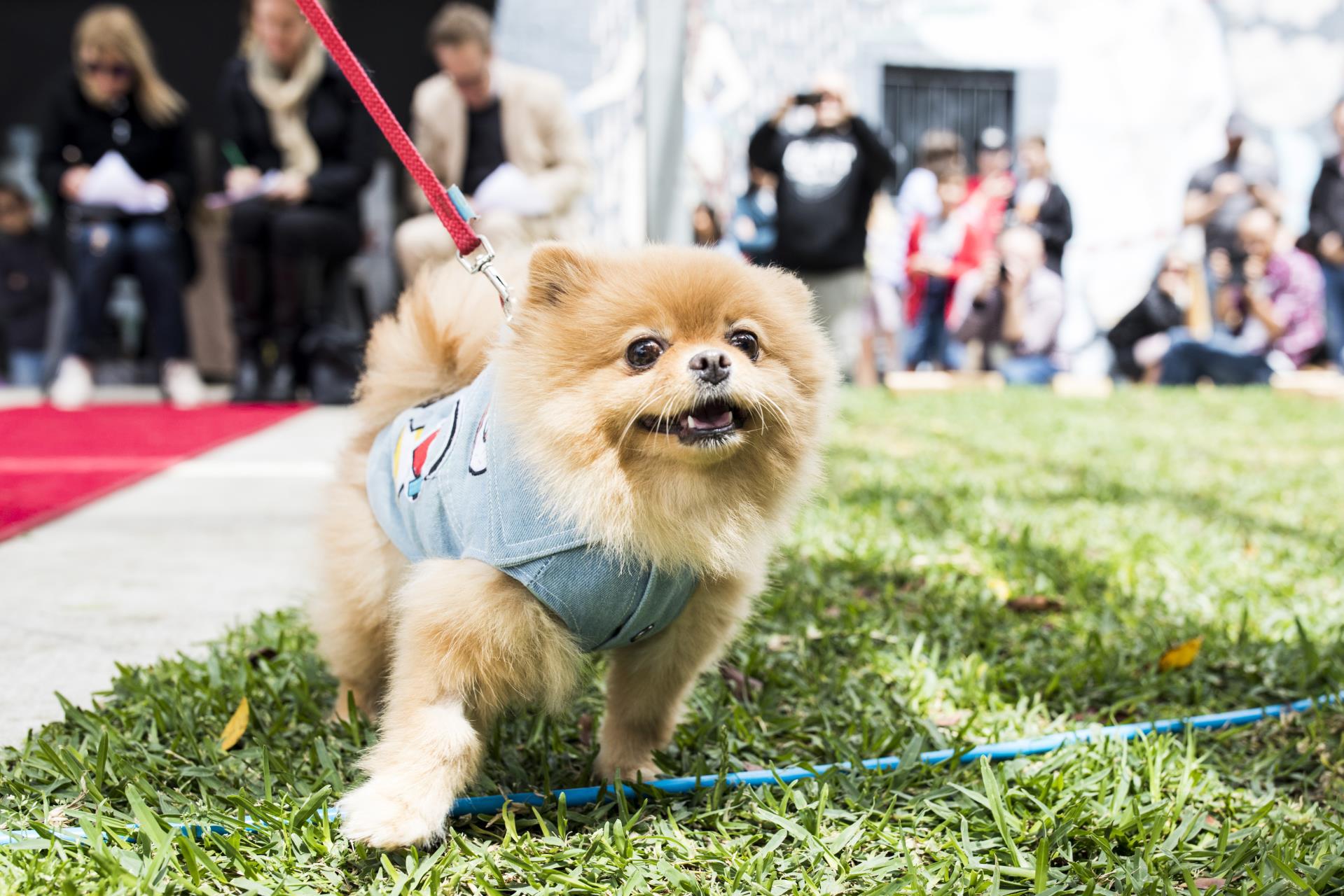 Dogs Image