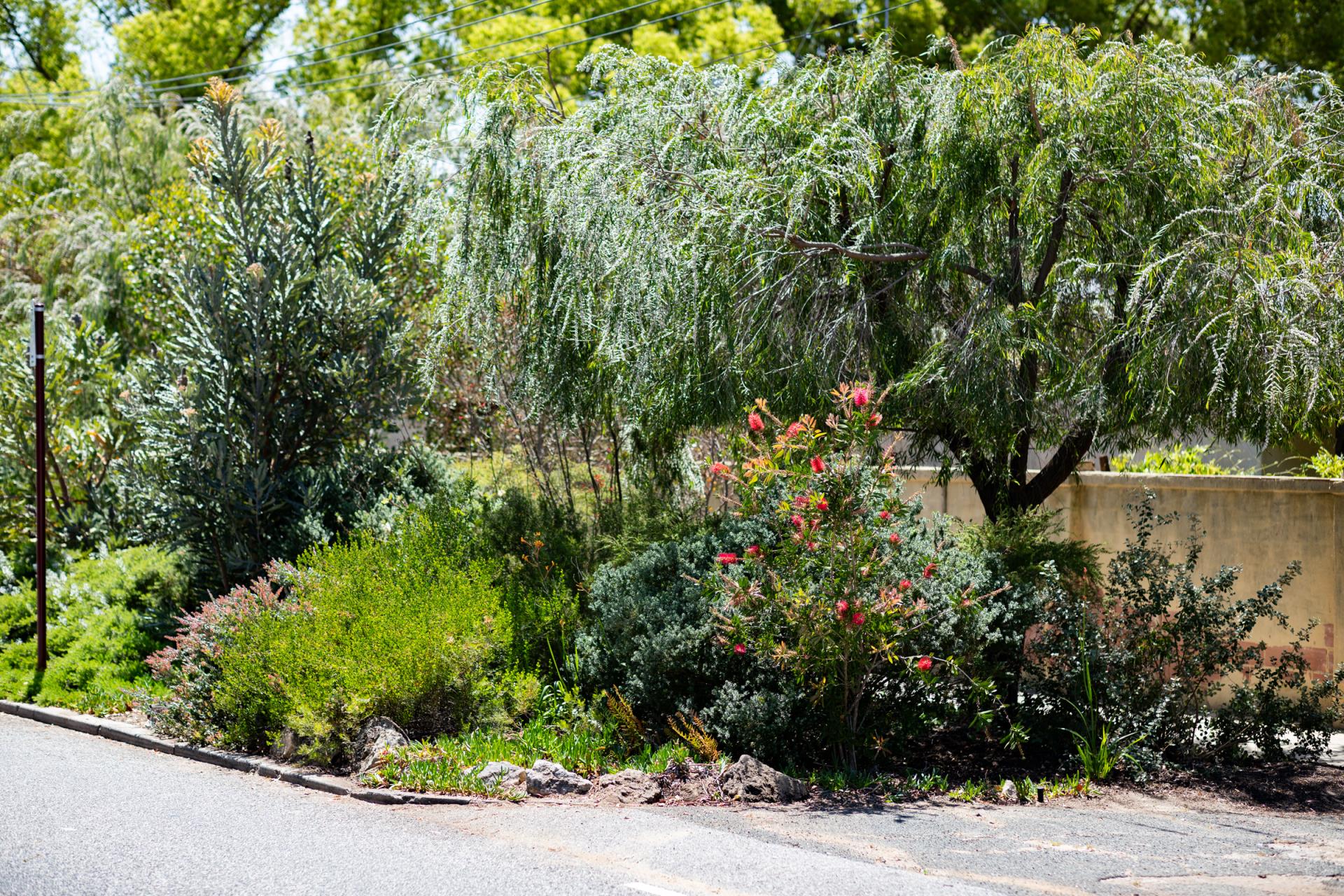 Verge & garden Image