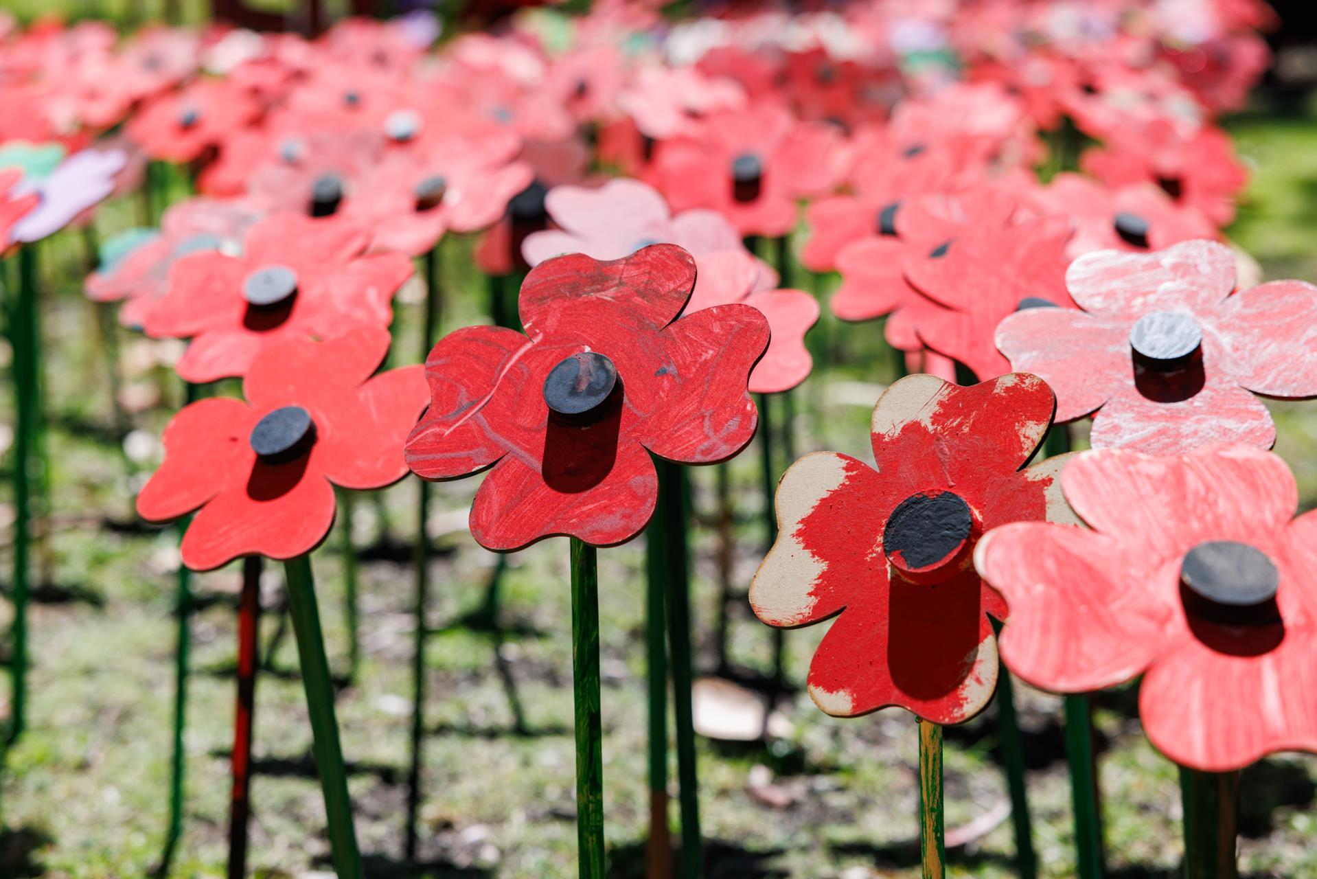 We want to see your poppy displays!