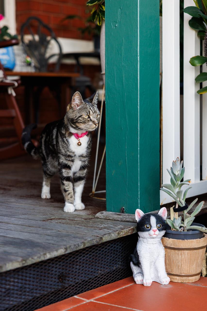 Cats Image