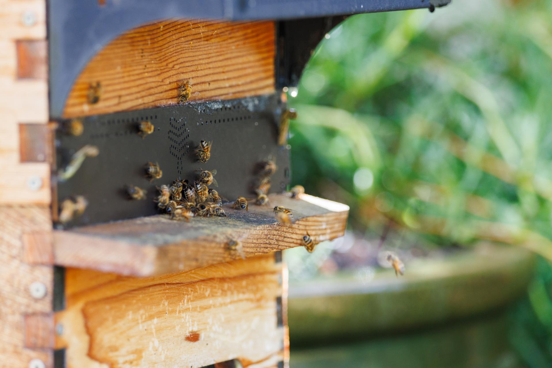 Bees Image
