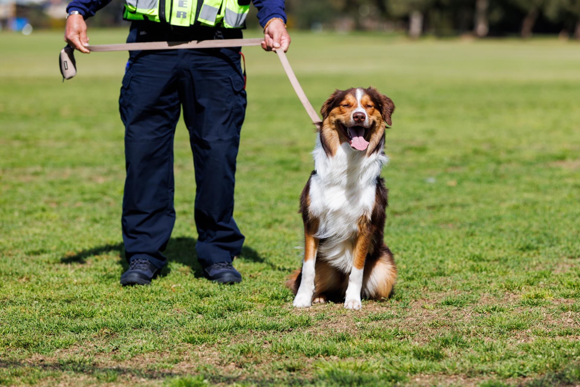 Pet Registration Renewal Image