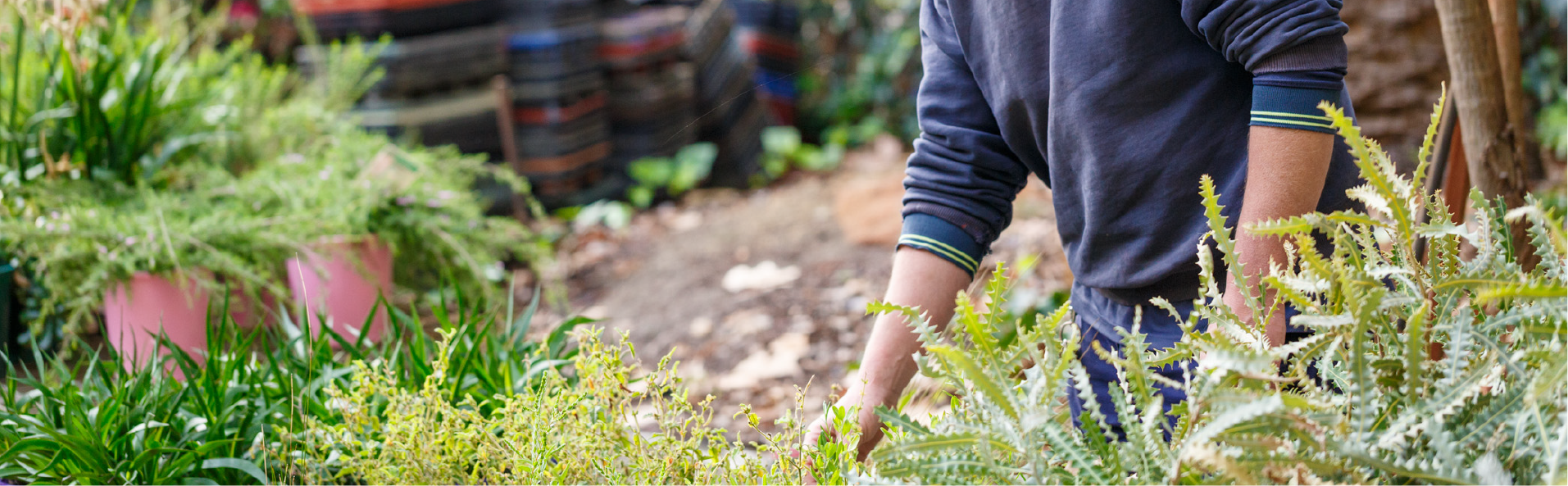 Tree Planting Program Image