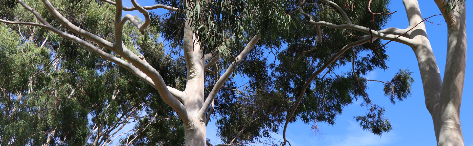 Trees of significance Image