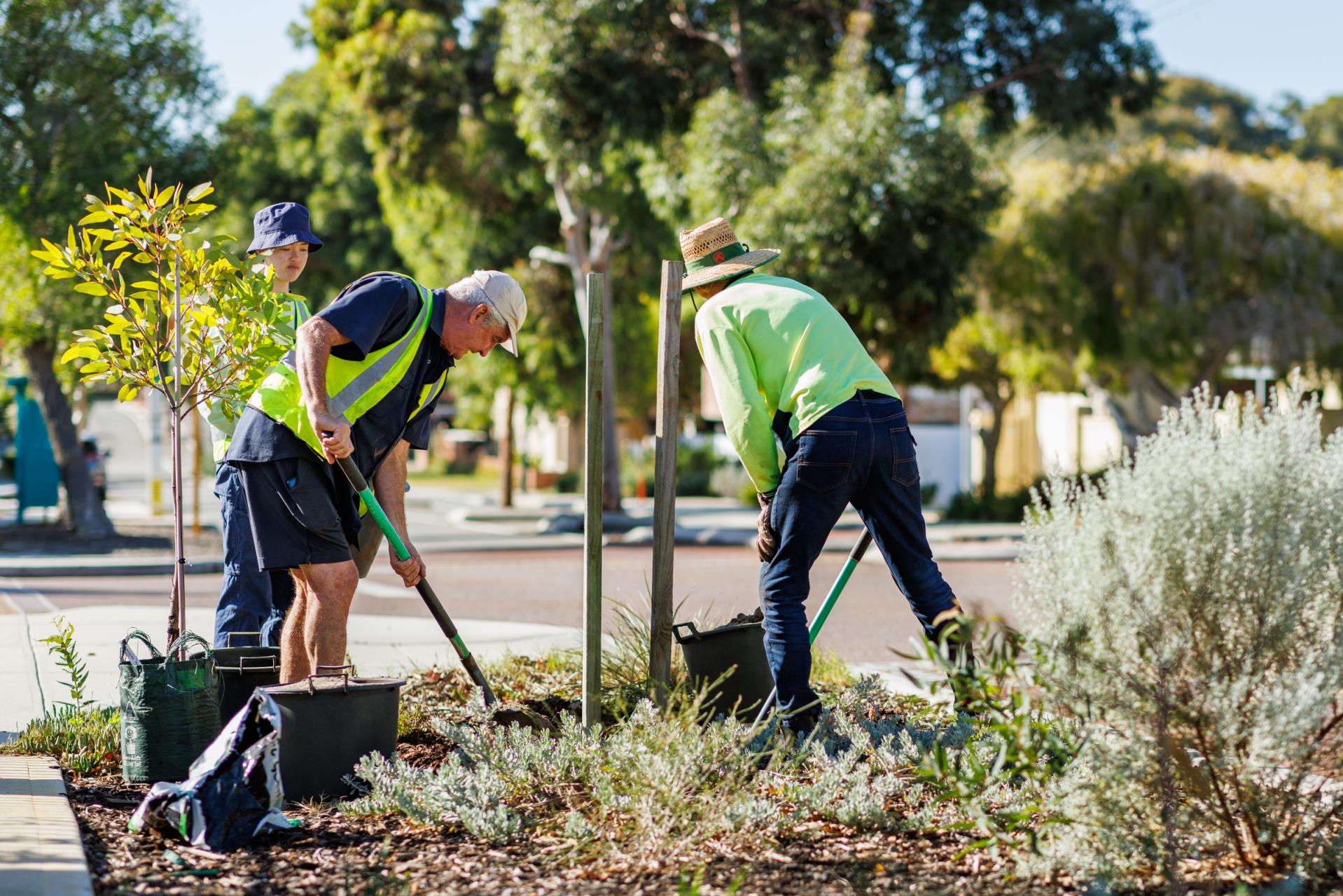 Hundreds of trees to be planted across the City this winter
