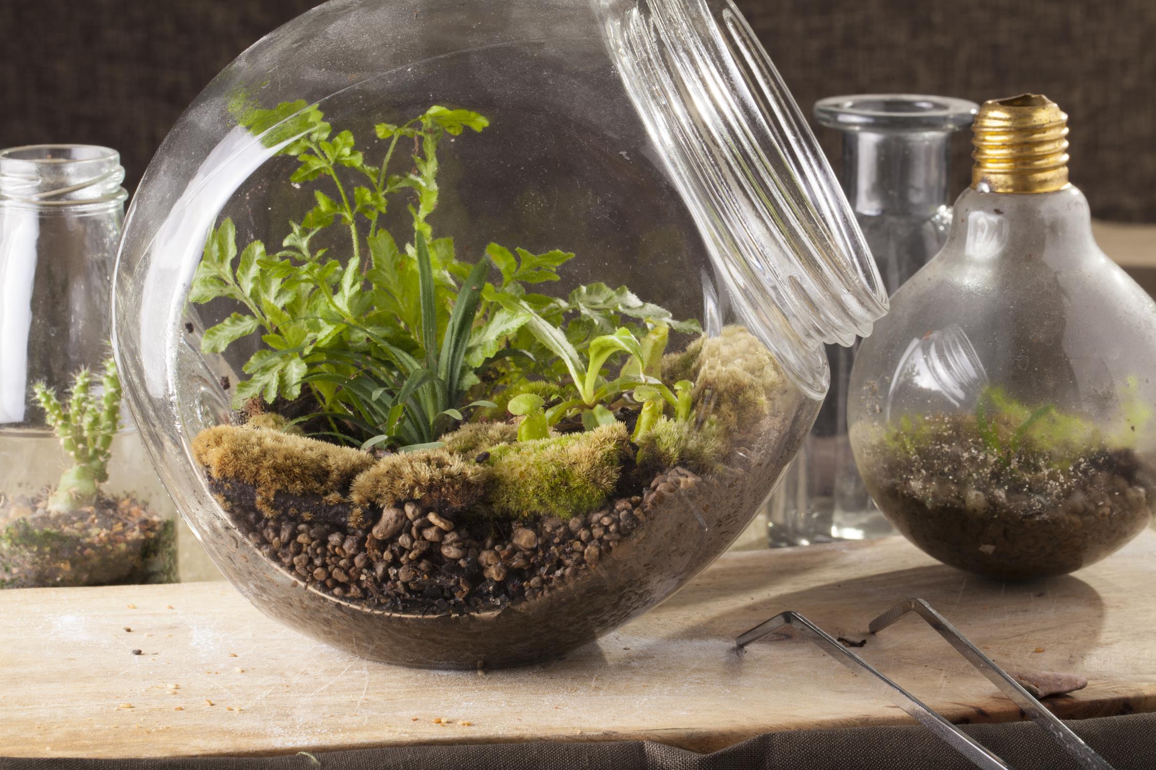Terrarium Making Workshop