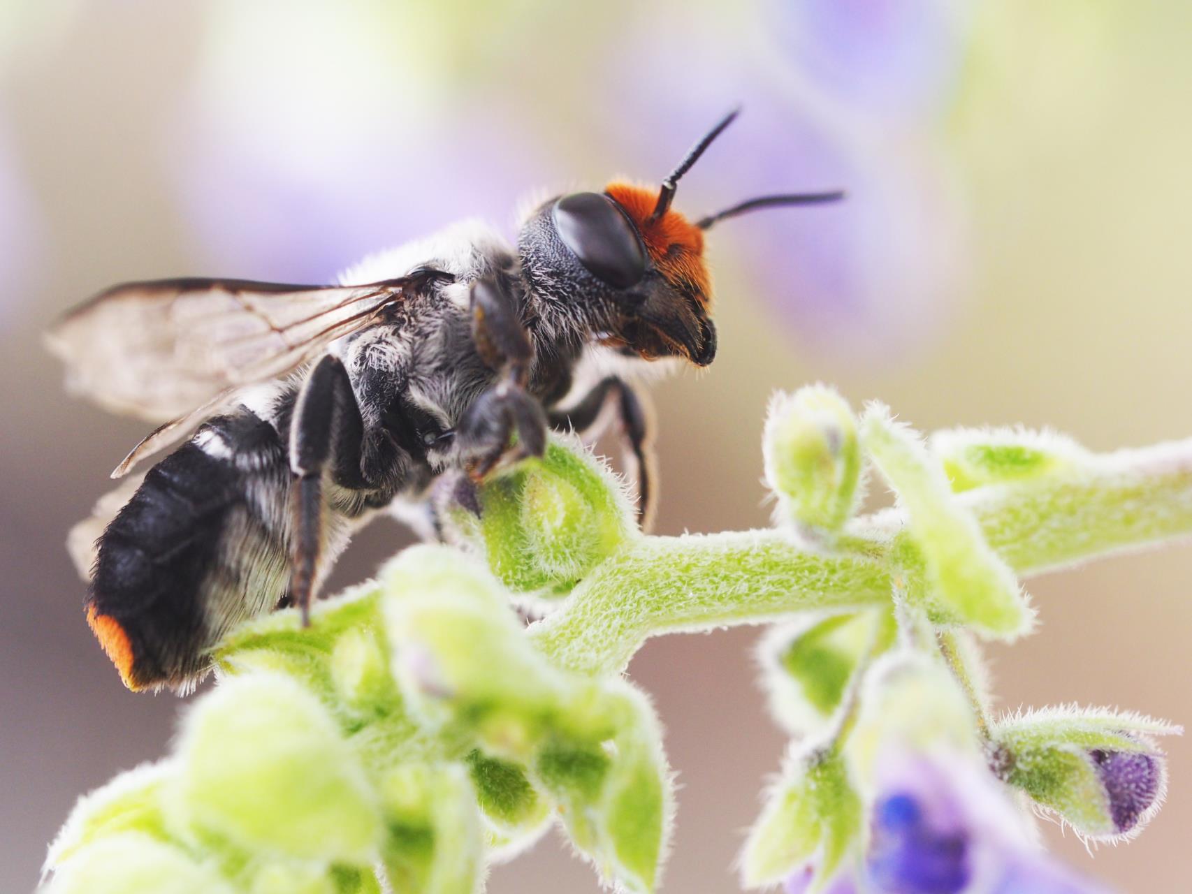 Buzzing about Native Bees with Dr Kit Prendergast