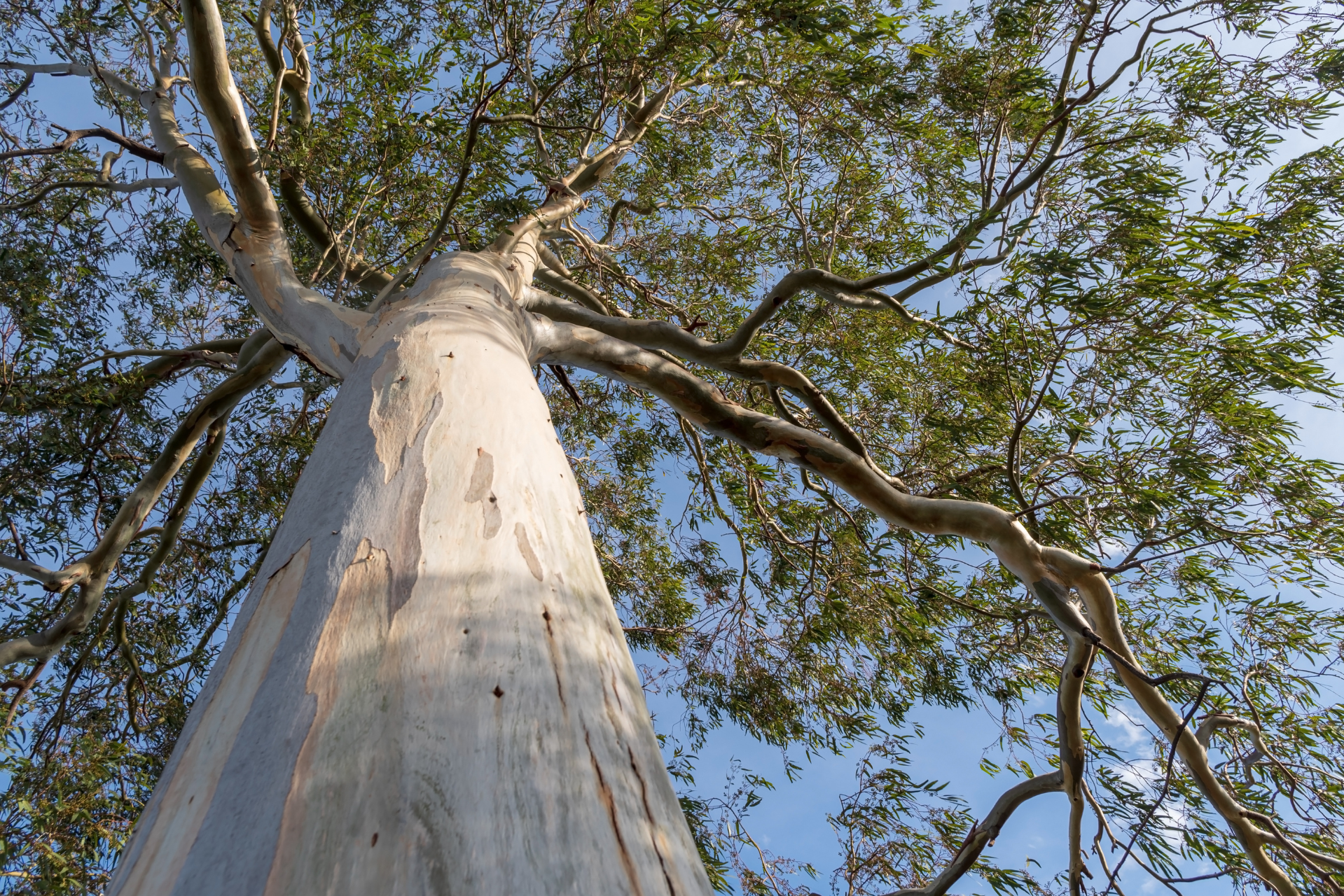 The Memory of Trees with Viki Cramer