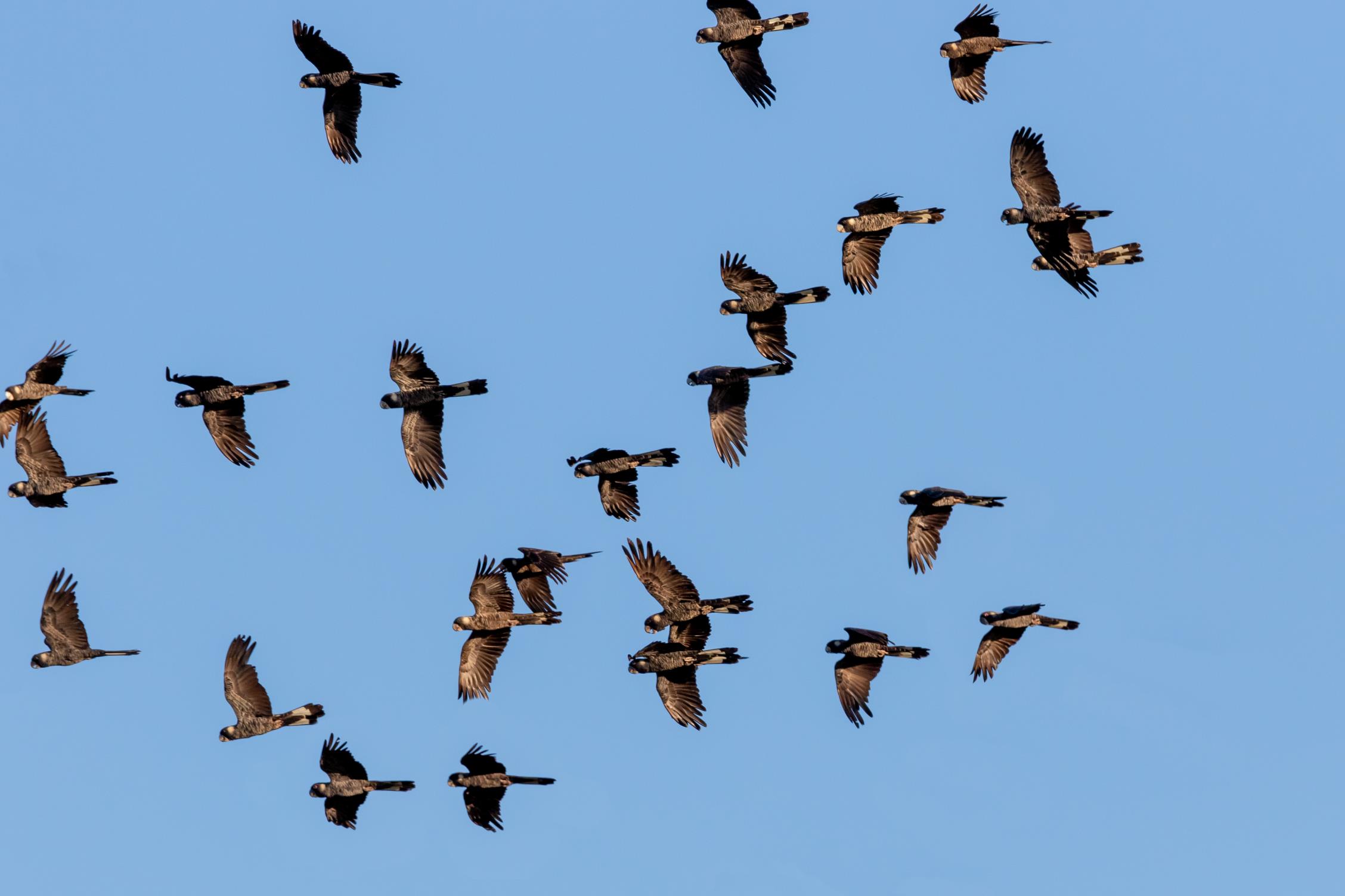 Birds of Vincent