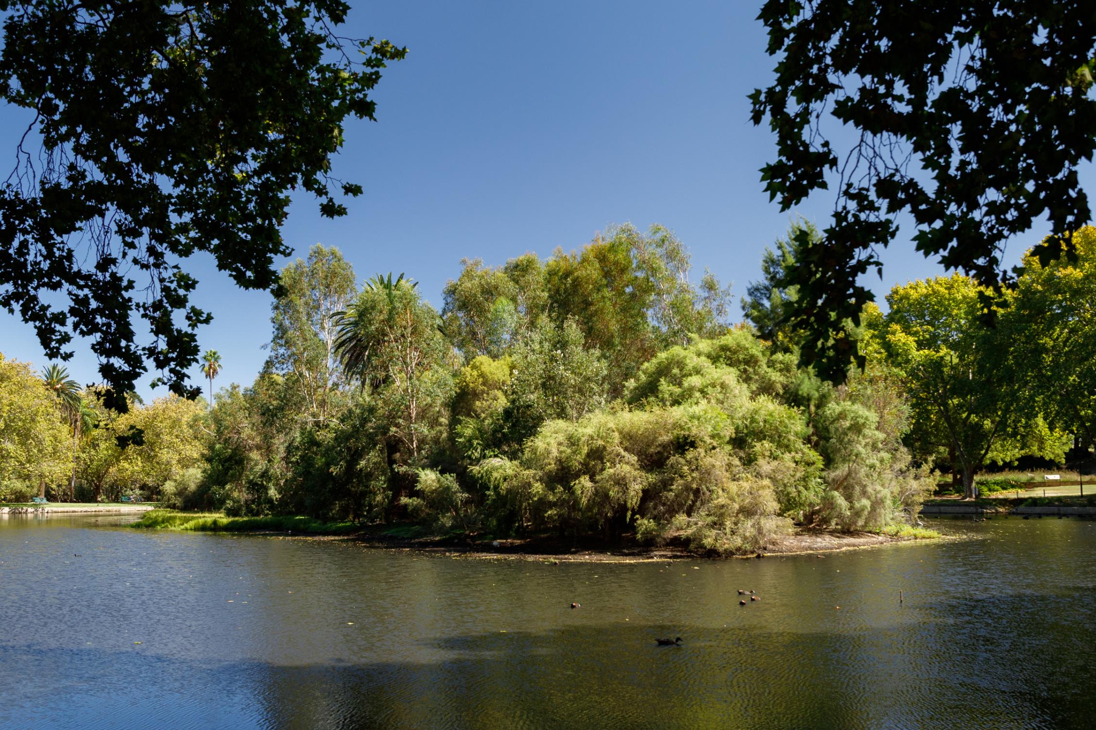 Borer affected trees removed from islands at Hyde Park