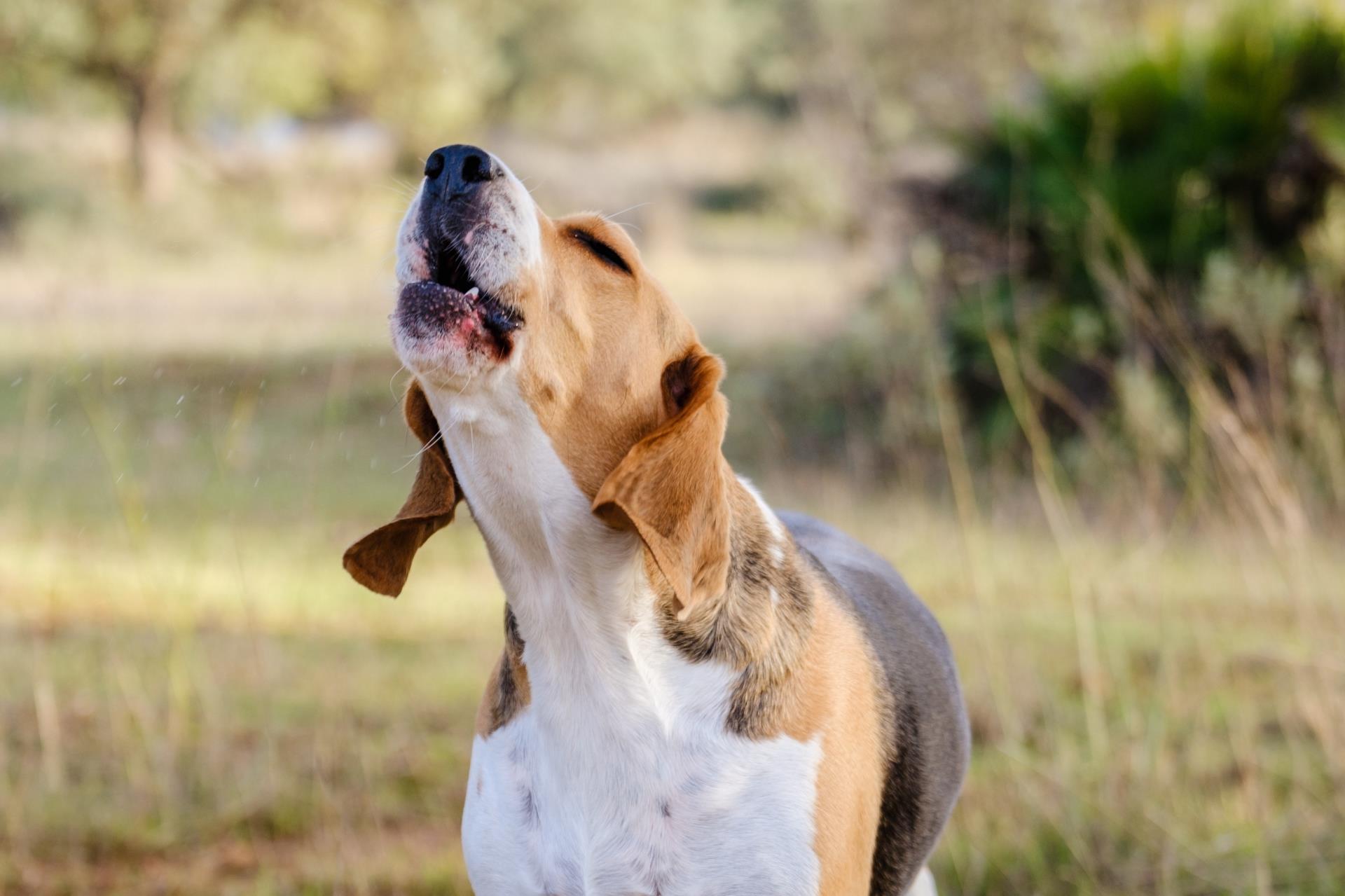 Bark Cards aim to keep the peace