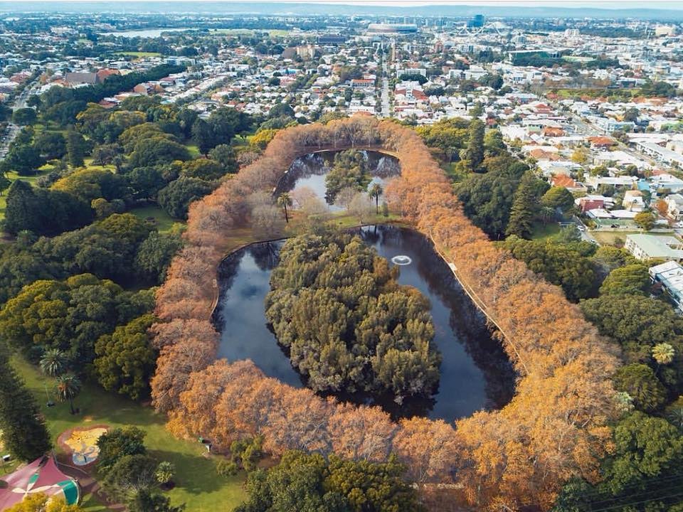 Polyphagous shot-hole borer treatment at Hyde Park