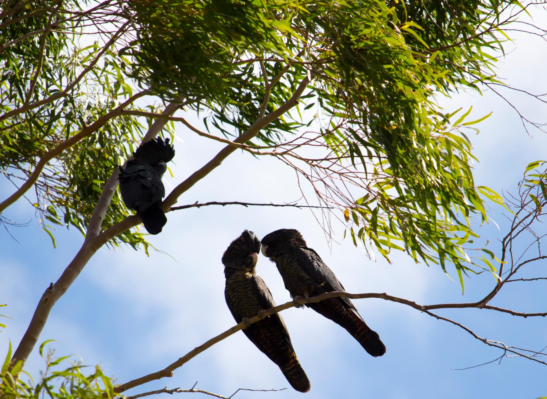 City of Vincent plans ahead to protect native birds from emerging threats